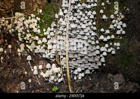 Ansammlung von Pilzen Feen-Tintenkappen (allgemein bekannt als Trooping Crumble Cap, Coprinellus disseminatus, Coprinus disseminatus), wächst auf einem Stumpf Stockfoto