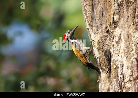 Der Schwarzrumpelflameback ist eine große Art mit 26–29 cm Länge. Er hat eine typische Spechtform und die goldgelben Flügeldecken sind unverwechselbar Stockfoto