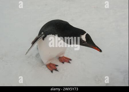 Cuverville Island Stockfoto