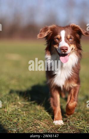 Miniatur Australian American Shepherd ist ein Miniatur Australian American Shepherd Lking auf Miniatur Australian American Shepherd grMiniature Stockfoto
