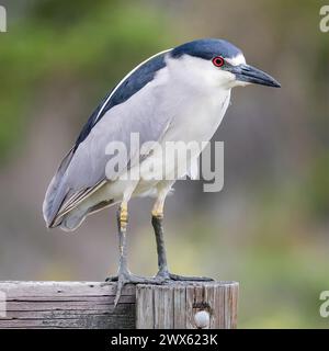 Erwachsener Schwarzer Nachtreiher mit matschigen Füßen. Palo Alto Baylands, Santa Clara County, Kalifornien, USA. Stockfoto