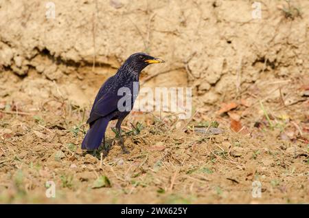 Blue Whistling Soor ist ein Vogel aus der alten Welt Fliegenfänger Familie Muscicapidae, der in den Bergen Zentralasiens, Südasiens, Chinas und zu finden ist Stockfoto