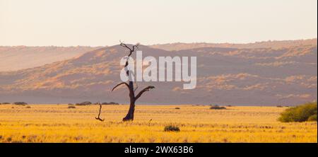 Ein toter Baum steht auf einem weiten Feld mit majestätischen Bergen im Hintergrund, was eine krasse, aber beeindruckende Landschaft schafft. Namib-Wüste, Namibia Stockfoto
