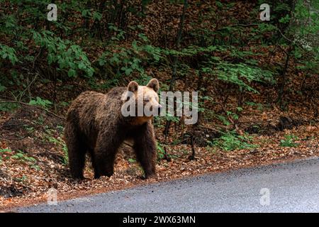 Braunbär im Wald in der Nähe der Straße Stockfoto