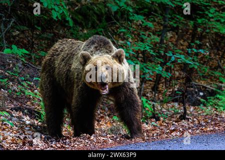 Ein wütender Braunbär im Wald in der Nähe der Straße Stockfoto