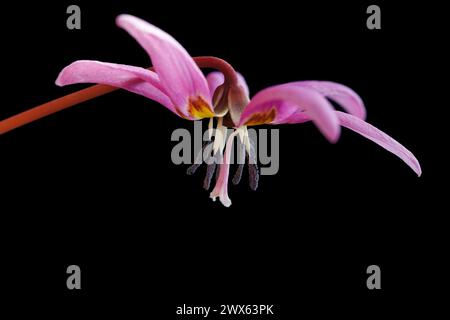 Hunde Zahn violett, frühe Frühlingsblume, botanischer Name Erythronium dens canis isoliert auf schwarzem Hintergrund Stockfoto