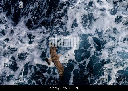 Fliegende Möwen über welliges Meer. Die dynamische Bewegung der Wellen ergänzt die Eleganz der Möwen im Flug und fängt einen Moment der ruhigen coasta ein Stockfoto