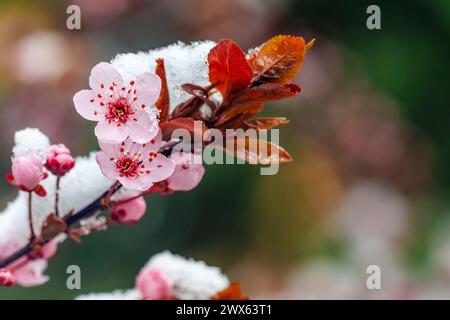 Nahaufnahme von Krabben-Apfelbaumblüten, die in der Schneedecke blühen. Erste Frühlingsblumen Stockfoto