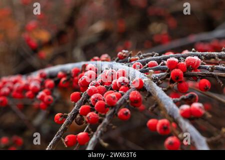 Winterbeere, Ilex verticillata, reife Früchte. Schönes Nahaufnahme-Foto von schneebedeckten Winterbeeren, kreativ gerahmt, selektiver Fokus Stockfoto