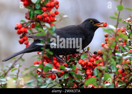 Amsel, turdus Merula, die sich von roten Beeren ernährt Stockfoto