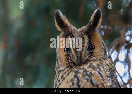 Langhaareule (Asio otus) schönes Nahporträt Stockfoto