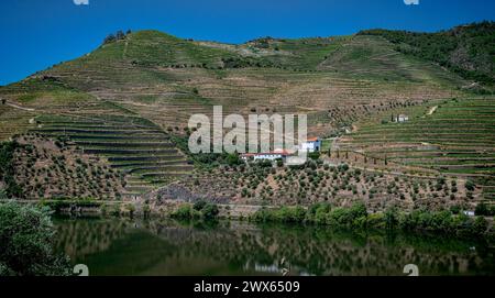 Weinberge entlang des Flusses Douro, Valenca do Douro, zwischen Paso da Regua und Pinhao, Tras-os-montes, Portugal. Juli 2021 Stockfoto