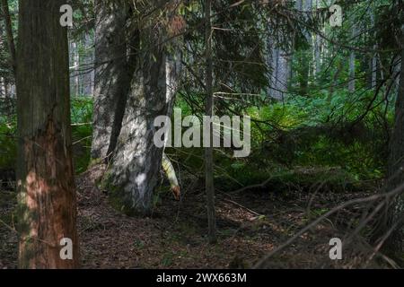 Tree trunk closeup old growth forest. Biodiversity. Old-growth forest with abundance of decaying and old trees during a late summer evening. Stockfoto