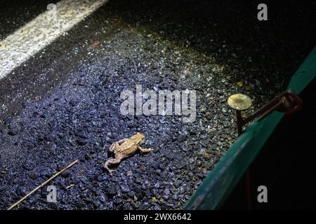 Jesserndorf, Deutschland. März 2024. Eine Kröte läuft eine Straße entlang. Die Amphibienwanderung ist in vollem Gange und der Gipfel wird bald vorbei sein. Da die Tiere auf ihrem Weg zu Laichplätzen oft über Straßen kommen, haben Freiwillige des Bund Naturschutz Amphibienzäune errichtet, dort jeden Abend Kröten, Molche und Frösche gesammelt und in Eimern auf die andere Straßenseite gebracht. Quelle: Pia Bayer/dpa/Alamy Live News Stockfoto