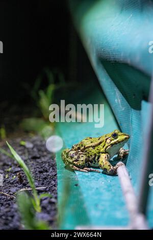 Jesserndorf, Deutschland. März 2024. Ein Wasserfrosch sitzt auf einem Amphibienzaun. Die Amphibienwanderung ist in vollem Gange und der Gipfel wird bald vorbei sein. Da die Tiere auf ihrem Weg zu Laichplätzen oft über Straßen kommen, haben Freiwillige des Bund Naturschutz Amphibienzäune errichtet, dort jeden Abend Kröten, Molche und Frösche gesammelt und in Eimern auf die andere Straßenseite gebracht. Quelle: Pia Bayer/dpa/Alamy Live News Stockfoto