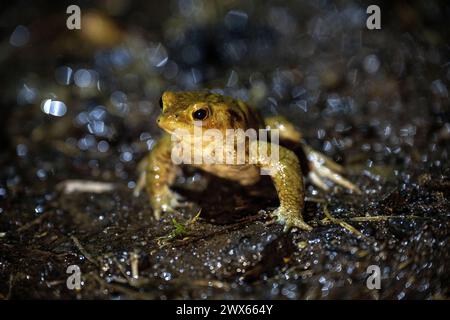 Jesserndorf, Deutschland. März 2024. Eine gewöhnliche Kröte läuft über eine nasse Straße im Dunkeln und im Regen. Die Amphibienwanderung ist in vollem Gange, der Gipfel wird bald vorbei sein. Quelle: Pia Bayer/dpa/Alamy Live News Stockfoto