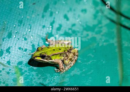 Jesserndorf, Deutschland. März 2024. Ein Frosch sitzt auf einem Amphibienzaun. Die Amphibienwanderung ist in vollem Gange und der Gipfel wird bald vorbei sein. Da die Tiere auf ihrem Weg zu Laichplätzen oft über Straßen kommen, haben Freiwillige des Bund Naturschutz dort jeden Abend Zäune errichtet, Kröten, Molche und Frösche gesammelt und in Eimern auf die andere Straßenseite gebracht. Quelle: Pia Bayer/dpa/Alamy Live News Stockfoto