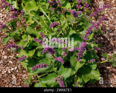 Großaufnahme der lilablauen Blüten der Gartensalbeipflanze salvia verticillata. Stockfoto