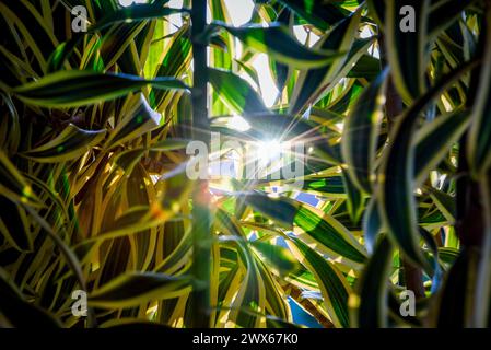 Sonnenlicht, das durch die Pflanzen eines Gartens reicht Stockfoto