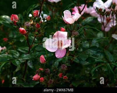 Nahaufnahme der blassrosa Einzelblumen des Gartens Rose the charlatan meiguimov. Stockfoto