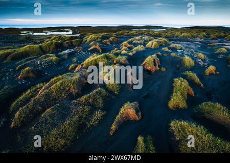 Wunderschöne isländische Landschaft mit Grasklumpen am schwarzen Sandstrand in Vestrahorn auf der Halbinsel Stokksnes auf Island Stockfoto