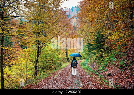 Irati Forest, im Regen spazieren Stockfoto