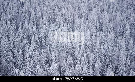 Drohnenansicht von gefrorenen Bäumen im Wald. Berglandschaft an einem Wintertag. Stockfoto