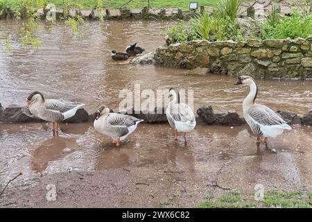 Dawlish, Devon, Großbritannien. März 2024. Wetter in Großbritannien: Gänse paddeln in einer Pfütze in Dawlish, Devon. Hinweis: Nidpor/Alamy Live News Stockfoto