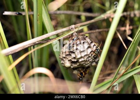 Wespe auf einem Aspenwald in der Natur im Sommer. Nahaufnahme. Hochwertige Fotos Stockfoto