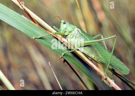 Foto eines grünen Grashüpfers, der auf dem Gras sitzt. Nahaufnahme. Stockfoto