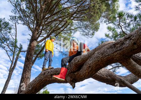 Kinder, die im Winter in einer Kiefer spielen Stockfoto