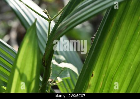 Ein Blick auf das seltsame verborgene Gesicht einer springenden Spinne, während sie am Rand eines Palmblattes sitzt Stockfoto