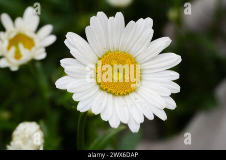 Blüten der Kamille im Garten mit unscharfen gleichen Blumen im Hintergrund. Geringe Tiefenschärfe. Stockfoto
