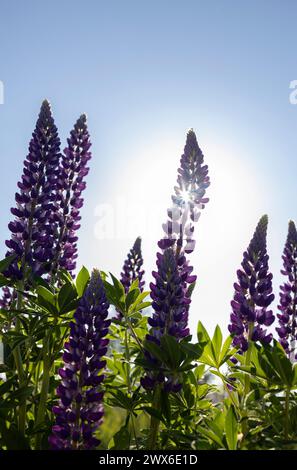 Violette Wildblumen aus Lupine vor dem Hintergrund eines wolkenlosen sonnigen Himmels. Schönheit der Natur. Postkarte. Tag Der Erde. Aromatherapie Stockfoto