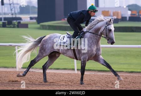 Meydan Racecourse, Dubai, Vereinigte Arabische Emirate, Donnerstag, 28. März 2024; Kahayla Classic-Kandidat Alarqam und ihr Fahrer nehmen an der Streckenarbeit auf der Meydan Racecourse Teil, vor dem Dubai World Cup-Treffen am Samstag, 30. März 2024. Credit JTW equine Images / Alamy Live News Stockfoto