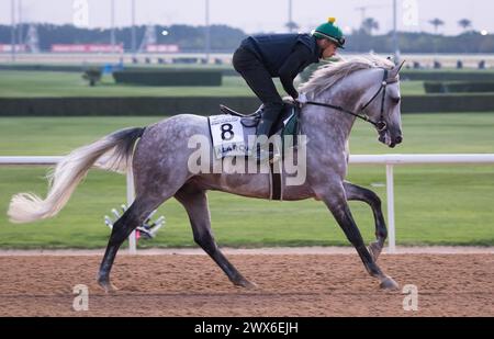 Meydan Racecourse, Dubai, Vereinigte Arabische Emirate, Donnerstag, 28. März 2024; Kahayla Classic-Kandidat Alarqam und ihr Fahrer nehmen an der Streckenarbeit auf der Meydan Racecourse Teil, vor dem Dubai World Cup-Treffen am Samstag, 30. März 2024. Credit JTW equine Images / Alamy Live News Stockfoto