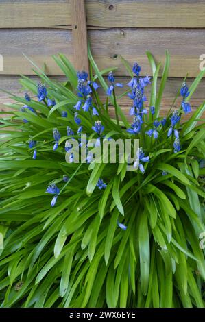 Hyacinthoides hispanica, die in Spanien, Portugal und Nordafrika beheimatet ist, wächst im englischen Vorstadtgarten UK Stockfoto