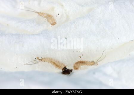 Attagenus bifasciatus, Teppichkäfer. Käfer und Larven ernähren sich von Lebensmitteln und Abfällen. Junge Larven. Stockfoto