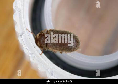 Kekse, Drogeriemarkt oder Brotkäfer (Stegobium paniceum), Schädling im Lager für Erwachsene. Stockfoto