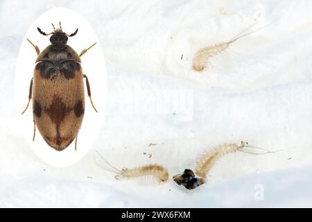 Attagenus bifasciatus, Teppichkäfer. Käfer und Larven ernähren sich von Lebensmitteln und Abfällen. Käfer- und Junglarven. Stockfoto