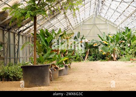 Blick auf ein altes tropisches Gewächshaus mit immergrünen Pflanzen, Palmen, Lianen und Sand an einem sonnigen Tag. Blumenhintergrund mit Kopierraum Stockfoto