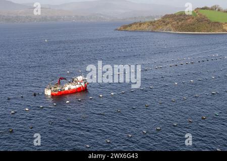 Muschelfischboot in Bantry Bay, West Cork, Irland. Stockfoto