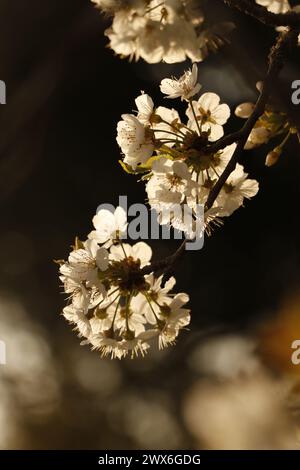 Wilde Kirschblüten im Sonnenlicht Stockfoto