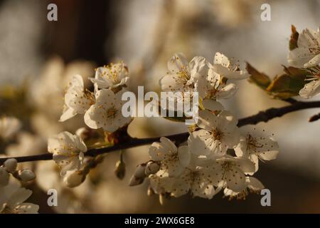 Wilde Kirschblüten im Sonnenlicht Stockfoto