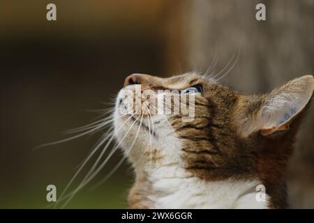 Nahaufnahme einer braunen Tabbykatze, die in den Himmel blickt Stockfoto