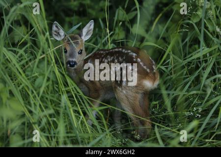 fawn im hohen Gras, der über seine Schulter zurückblickt Stockfoto