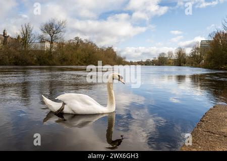 Cork, Irland. Februar 2024. Ein Schwan schwimmt den River Lee in Cork an einem Tag voller Sonne. Bild: Andy Gibson Stockfoto