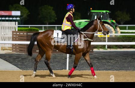 Meydan Racecourse, Dubai, Vereinigte Arabische Emirate, Donnerstag, 28. März 2024; Kahayla Classic-Kandidat Alarqam und ihr Fahrer nehmen an der Streckenarbeit auf der Meydan Racecourse Teil, vor dem Dubai World Cup-Treffen am Samstag, 30. März 2024. Credit JTW equine Images / Alamy Live News Stockfoto