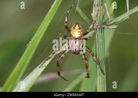 Vierfleck-Kreuzspinne, Vierfleckkreuzspinne, Männchen, Kreuzspinne, Araneus quadratus, Aaraneus quadrata, vierfleckiger Orbweber, vierfleckiger Orbweber, Stockfoto