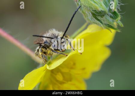 Langhornbiene, Langhorn-Biene, Männchen, Eucera spec., Eucera, Langhörner Biene, männlich, Albanien, Albanien Stockfoto